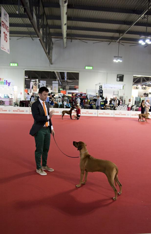 World Dog Show  - Milano